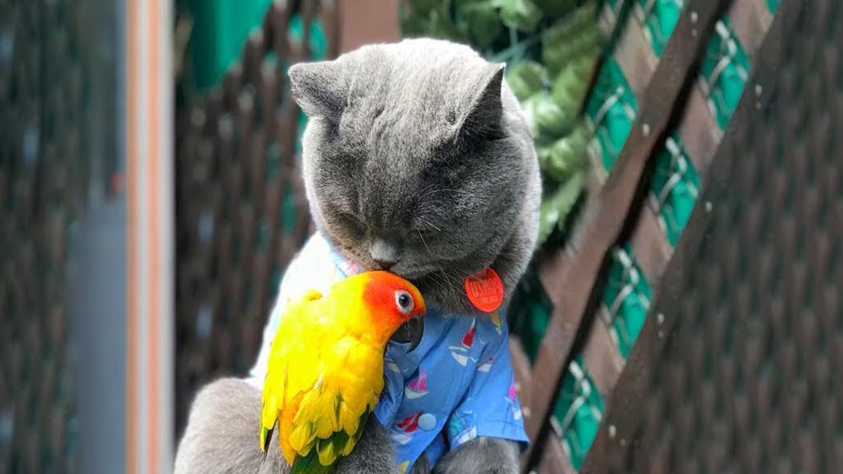 Saznajte mogu li se mačke i papige slagati i živjeti zajedno